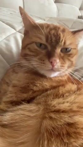 A close-up video shows an orange tabby cat lying on its back on a bed. The cat is grooming itself, licking its paw. The cat has green eyes and white whiskers. The background is out of focus, but appears to be a quilted bedspread.