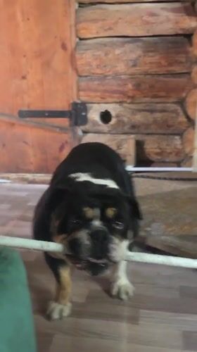 Bulldog with a stick, hanging out in a rustic Russian room.