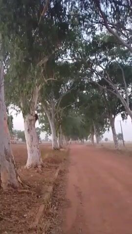 The video shows a dirt road lined with tall, slender trees. The trees have distinctive white trunks and green foliage, creating a canopy overhead. The road appears reddish-brown, and the surrounding ground is covered in dry leaves and grass. In the distance, a person on a bicycle can be seen riding away from the camera. The sky is overcast, and the overall atmosphere suggests a rural or semi-rural setting. There are utility poles visible in the background, and a few buildings can be seen in the far distance on the left side of the frame. The camera appears to be moving forward, possibly mounted on a vehicle.