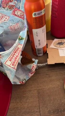 The image shows a close-up of a brown butterfly with orange and black markings resting on a patterned blue and white bag. The bag has a Christmas theme with images of Santa Claus and snowflakes, and red text that appears to be in Russian, possibly reading "ПОДАРОК" (gift) and "НОВОГОДНИЙ" (New Year's).

Next to the bag is an orange spray can with a label that also contains Russian text, including what looks like product information and a barcode. Part of a yellow object and a red speaker-like object are visible in the background. The setting appears to be indoors, with a wooden floor visible in the foreground.

The image is brightly lit, suggesting it was taken during the daytime. There are no people visible in the frame. The focus is on the butterfly and the bag, creating a somewhat whimsical or unexpected juxtaposition of nature and holiday packaging. The presence of the butterfly suggests a moment captured in time rather than a staged scene. The overall impression is of an ordinary domestic setting with a surprising visitor.