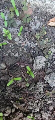 A dark earthworm with a light collar is partially submerged in loose, dark soil with small green plants. The worm wiggles in and out of the soil, moving its segmented body. The soil also contains small rocks and dry plant matter.