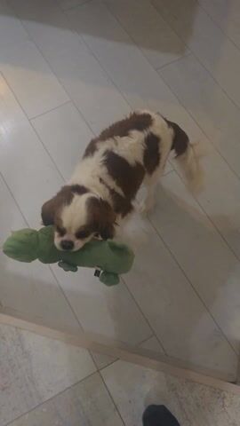 The video shows a Cavalier King Charles Spaniel standing on a light-colored tile floor. The dog is brown and white and holds a green stuffed alligator toy in its mouth. A person's foot is briefly visible in the bottom left corner of the frame. In the background, a wall and a table with black legs can be seen. The dog looks up at the camera with a pleading expression, while a person off-camera speaks with a playful tone, saying "Какво ще дам?" which translates to "What will I give?" The dog then wags its tail slightly.