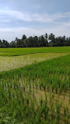 A video shows a vibrant green rice paddy under a partly cloudy sky. The foreground is dominated by rows of young rice plants submerged in murky water. In the mid-ground, a distinct line divides the field, with one section appearing yellower and reflecting the sunlight more intensely, while the other remains a lush green. The background features a dense line of trees, including palm trees, stretching across the horizon. The sky above is a clear blue with scattered white clouds, suggesting a bright, sunny day. The video appears to be a static shot, with no visible movement of people or significant changes in the environment.