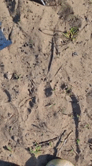 Outdoor barbecue and wildlife spotted in Chaikovsky forest