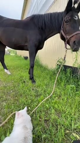 A dark brown horse with a bridle is seen grazing on green grass next to a light-colored building. The horse has a dark mane and tail, and a white marking on its forehead. Its lead rope is tied to its bridle and extends towards the ground.

A fluffy white cat is playfully interacting with the lead rope. The cat bats at the rope with its paws and occasionally bites it, appearing to be very engaged in its play. The horse remains calm and continues to eat grass, seemingly unfazed by the cat's antics.

The scene takes place outdoors on a grassy patch, with the building forming the background. The lighting suggests it is daytime, possibly with an overcast sky. The overall atmosphere is peaceful, showcasing an unusual interaction between a horse and a cat in Slashchevo, Russia.