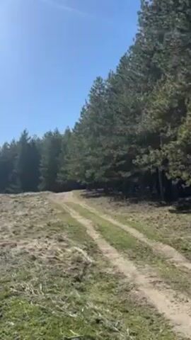 The video depicts a landscape with a dirt path running through a grassy field. To the right of the path, a dense row of tall pine trees stretches along the horizon. The sky is clear and blue, indicating a sunny day. The camera slowly pans from left to right, revealing more of the treeline and the uneven terrain of the field. There are no people or animals visible in the scene. The overall impression is one of a tranquil, rural setting.