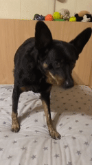 Rainy morning in Mykolaiv: a dog, a teddy bear, wet streets