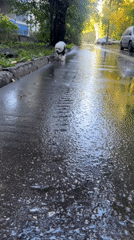 Bichon Frise in a black vest strolls a rain-wet street