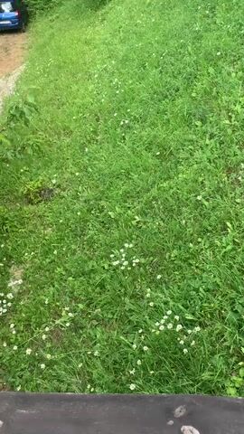 The media file is a short video clip showing a grassy slope in Novo Bardo, Bulgaria. The slope is covered in lush green grass with scattered small white and yellow wildflowers. In the upper left corner, a portion of a dark blue car is visible, parked on a dirt path. The foreground of the video is occupied by a dark, wooden surface, possibly a railing or bench. The overall scene suggests an outdoor setting, likely a natural environment with some human presence indicated by the car and the wooden structure. The lighting and vibrant green of the grass suggest it is daytime and the weather is likely pleasant. No people are visible in the clip, and no text is present. The activity taking place is simply the static observation of the natural landscape.