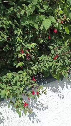 The video shows a dense green shrub with many red, bell-shaped flowers. The shrub is growing against a white, textured wall. Sunlight is casting shadows on the wall, suggesting it is daytime and the sun is at an angle. The camera pans slowly across the shrub, focusing on the flowers and leaves. There are no people or animals visible in the video.