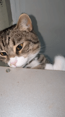 Tabby cat lounges and poses on a shelf in Simferopol