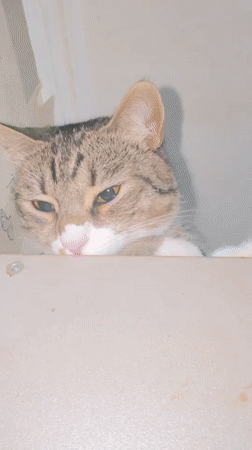 Tabby cat lounges and poses on a shelf in Simferopol