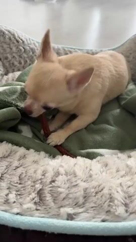 A light-colored Chihuahua puppy lies on a fluffy pet bed, chewing on a stick-like treat. The puppy is positioned on a green blanket with a fuzzy white and light blue pet bed. The puppy's ears are perked up, and its eyes are partially closed as it focuses on the treat. The background is blurred but appears to be an indoor setting with furniture.