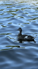 Sunny summer day on a Toksovo lake, floating houses and wildlife