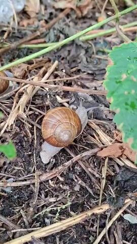 This is a close-up, eye-level video of a garden snail. The snail is moving slowly across the dark, rich soil, which is covered with dry leaves, twigs, and other organic debris. A small, partially visible snail shell is to the left of the frame, suggesting the presence of more than one snail in the area. The background consists of green foliage and more dry plant matter. The lighting appears to be natural, indicating it is daytime. The overall impression is one of a quiet, natural scene, likely a garden in Ząbki, Poland, given the location context. The snail's movement is the primary activity, and its shell is a prominent detail.