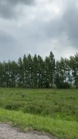 The video shows a grassy field with a line of tall trees against a cloudy sky. The perspective suggests the video is being filmed from a moving vehicle, likely a car, as the side mirror is visible in the bottom left corner of the frame. The trees are green and leafy, and the grass in the field is also a vibrant green. The sky is overcast with heavy, dark clouds, suggesting impending rain or a storm. The scene is static apart from the movement of the vehicle. There are no people or other animals visible.