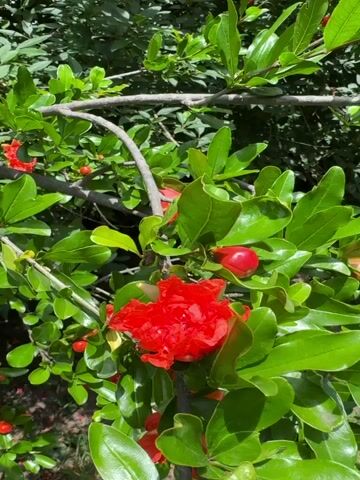 A video shows a vibrant green pomegranate tree with numerous bright red flowers and rounded red buds. The camera slowly pans upwards, revealing more of the lush foliage. Various stages of blooms are visible, from unopened buds, some with distinct stripes, to fully open flowers. The leaves and branches gently sway, suggesting a light breeze, and the scene is brightly lit by sunlight. The background is a dense blur of green foliage.
