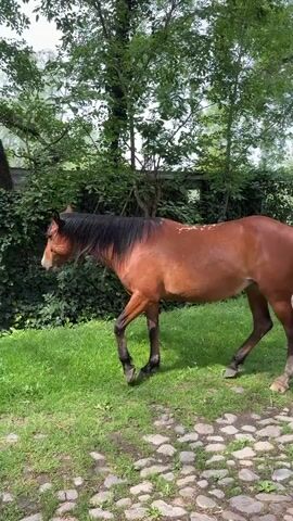 A brown horse with a dark mane and tail stands on a grassy area near a cobblestone path, with trees and bushes in the background. The horse has a few white markings on its back. A gray horse is standing nearby. The brown horse moves around, and another horse becomes visible.