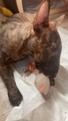 Brindle bull terrier puppy plays and rests at home in Kazan