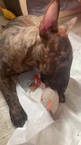 Brindle bull terrier puppy plays and rests at home in Kazan