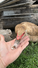Muscovy duck tended in a nesting coop, eggs and snails in hand