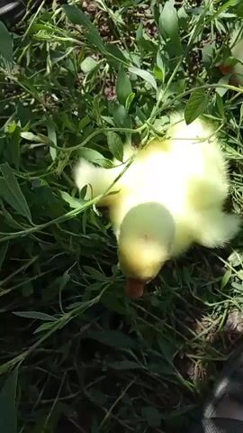 A close-up, shaky video shows a small, fluffy yellow duckling with an orange beak pecking at something in green grass. The duckling is partially obscured by the foliage, and its body is mostly out of focus. The background consists of more grass and dirt. The lighting suggests it is daytime and outdoors.