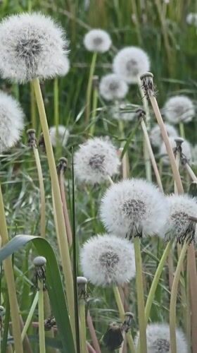 Spring flora documented across Warsaw during evening walk