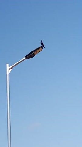 A bird sits on top of a street lamp against a clear blue sky. The bird is dark-colored and facing left. The street lamp is modern and has a long, rectangular light fixture. The pole of the street lamp is silver and extends downwards. The bottom of the frame shows the tops of some green trees. The scene is still and peaceful, with the bird appearing to be perched and observing its surroundings.