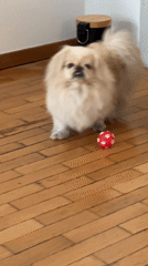 Pekingese dog plays with red ball in Milan home