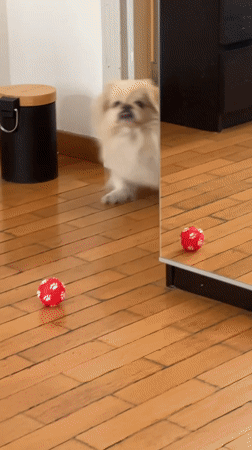 Pekingese dog plays with red ball in Milan home