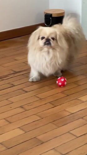 Pekingese dog plays with red ball in Milan home