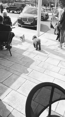 A black and white video clip shows two small dogs on leashes being walked by a person on a sunny day. The dogs, one a tan color and the other black, are walking on a light colored, paved sidewalk in front of an outdoor cafe. People are seated at the cafe tables, and cars are visible in the background, including a black SUV with license plate "XPT-1240". The camera is mostly static, positioned at an angle to capture the dogs' movements, with a partial view of a black wicker chair in the foreground.