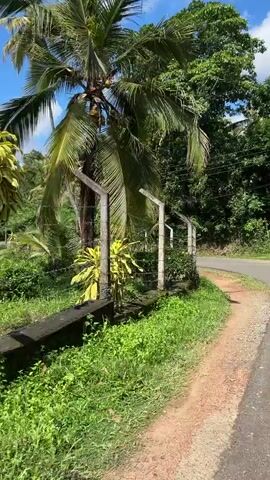 A drone shot moves forward over a paved road that curves to the right. Lush green vegetation lines the left side of the road, with a dirt path running parallel to the paved road. Coconut trees with fronds fan out over a fence. A small, simple house is visible behind the fence, with a red tile roof. Power lines run overhead. The sky is blue with scattered white clouds.