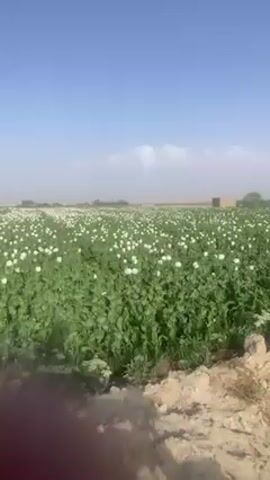 The video captures a wide shot of an expansive field under a clear, bright blue sky with a few faint wisps of clouds. The field is densely covered with lush green plants, most of which are adorned with large, roundish white flowers. Some plants also feature reddish-pink flowers, adding a touch of color variation to the vast white and green landscape. The camera appears to be moving, possibly from a vehicle, as evidenced by the shadows of a person and what looks like a vehicle in the dirt foreground. A dry, sandy patch of ground separates the viewer from the cultivated field. In the far distance, on the right side of the frame, a simple, possibly brick or mud-colored building is visible against the horizon. The sunlight suggests it is daytime, and the overall atmosphere is one of open, rural agricultural land. The sound of an engine, possibly a motorcycle or other light vehicle, is audible throughout the clip.