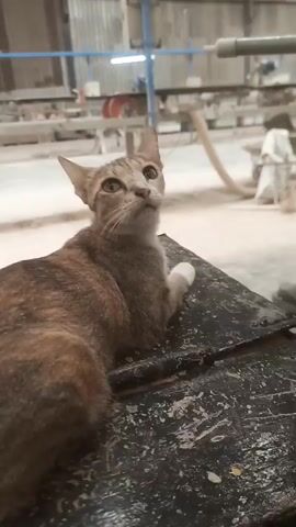 A short video clip shows a tabby cat lying on a dark, textured surface. The cat is facing upwards and to the left of the frame, with its ears perked. The background appears to be an industrial or workshop setting, with some machinery and materials visible. The lighting is dim, suggesting an indoor environment.