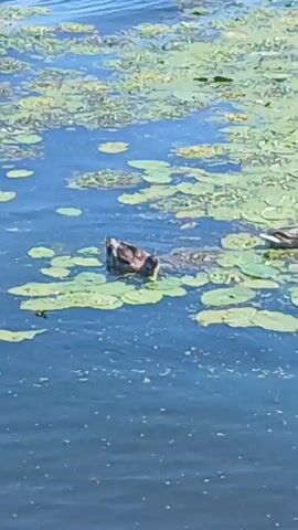 The video shows a duck swimming in a body of water filled with lily pads. The duck is in the center of the frame and is mostly submerged, with only its head and neck visible. The water is blue and appears to be calm. The lily pads are green and are floating on the surface of the water. The video is shot from a high angle, looking down at the duck and the water.