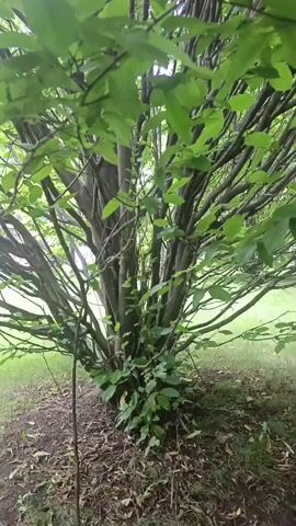 The video displays a view looking upwards into the canopy of a densely branched tree. The tree has a multitude of thin, dark brown branches that spread out from a central cluster of thicker trunks. Numerous vibrant green leaves cover the branches, obscuring much of the sky above. The lighting suggests it is daytime, with some sunlight filtering through the leaves. The base of the tree shows some fallen leaves and a small amount of debris on the ground. The overall impression is of a lush, overgrown tree.
