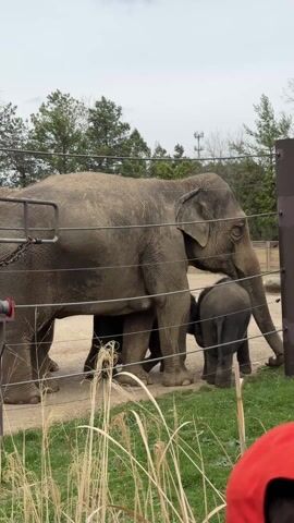 The video shows several adult elephants and a baby elephant behind a wire fence. The elephants are gray and covered with dirt. The baby elephant stands close to one of the adult elephants. There is a metal pole with a chain and a red winch next to the fence. In the background, there are trees and an overcast sky. Tall grass is in the foreground. A net filled with hay is suspended above the elephants.