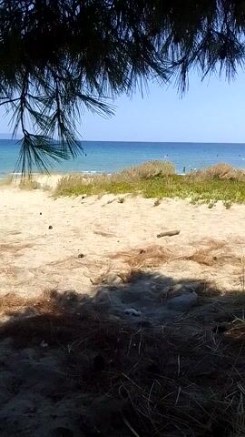 The video shows a beach scene from a slightly elevated perspective, looking towards the sea. In the foreground, on the left, there are dark green pine branches. The middle ground is a sandy beach with sparse vegetation, including some dry grasses and greener bushes. In the background, the blue sea stretches to the horizon under a clear sky. There are several small objects in the water that appear to be boats or buoys. There are also a few people visible on the beach and in the water, some of whom appear to be kite surfers due to the presence of colorful kites in the air. The overall impression is a calm, sunny day at the beach. The video is shot in a vertical orientation.
