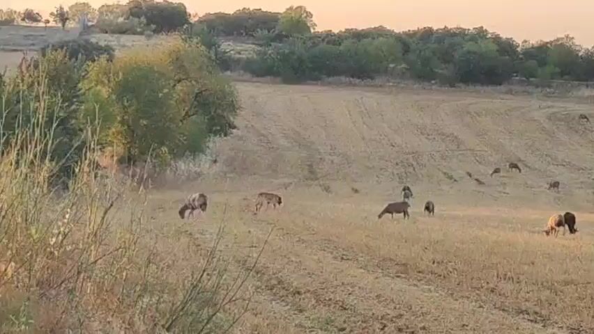 The video captures a wide shot of a dry, harvested field under a soft, orange-tinted sky, suggesting either sunrise or sunset. A herd of sheep is scattered across the field, grazing on the stubble. Some sheep are closer to the foreground, while others are further back on a gentle slope. In the midground and background, several deer can be seen grazing amongst the sheep. A few trees and bushes dot the horizon, with a larger, more prominent tree in the mid-right of the frame. The overall impression is one of peaceful coexistence between the sheep and deer in a rural, agricultural landscape.