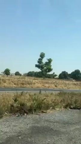 The video shows a rural landscape under a clear, light blue sky. A paved road runs horizontally through the scene, separating the foreground from the background. The foreground is characterized by gravelly ground and dry, yellowed vegetation. Behind the road, the terrain rises slightly, covered with dry grass and several trees. A small, unfinished building with a light-colored roof is briefly visible among the trees. The camera appears to be moving, giving the impression of traveling along a road parallel to the one in the scene.