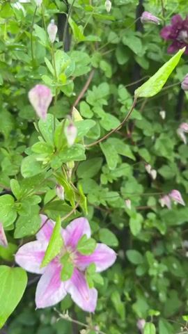 A close-up shot pans across a dense bush of green leaves and numerous clematis flowers, some fully bloomed and others still in bud. The flowers display shades of deep purple and light pink with white stripes. The leaves are wet, suggesting recent rainfall. A dark metal trellis is visible in the background, partially obscured by the foliage. The lighting is diffused, indicating an overcast day or shaded area.