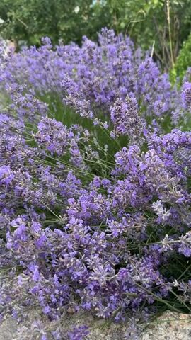 The video displays a close-up shot of a dense bush of blooming lavender. The camera appears to be held at a low angle, looking up into the lavender stalks and flowers. The flowers are a vibrant shade of purple, with some appearing to be slightly faded. The background is a blur of green foliage and possibly some trees, suggesting an outdoor setting, likely a garden. The focus is entirely on the lavender, with no people or other objects prominently visible. The lighting appears to be natural, likely daylight, creating a soft, diffused illumination. The movement of the camera is subtle, with a slight sway and zoom, giving the impression of a gentle breeze rustling the flowers or the hand-held camera being moved.