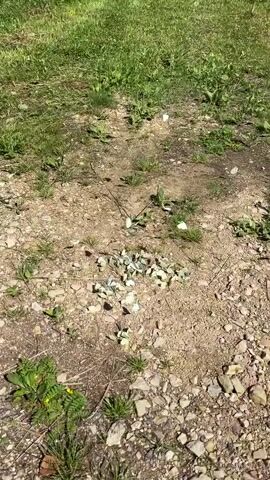 The video captures a close-up view of a dirt path and surrounding grassy area teeming with numerous white butterflies. Many butterflies are clustered together on the ground, while others are in flight, fluttering above the path and grass. The environment appears to be a natural outdoor setting, possibly a meadow or field, with green vegetation and a dirt road. The lighting suggests it is daytime. There are no people visible in the video. The focus is on the butterflies and their movement.