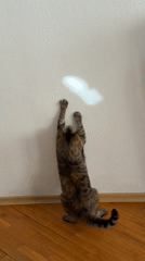 Cat chases light, bee visits car in Blagoevgrad afternoon