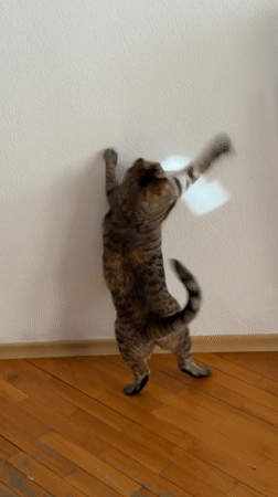 Cat chases light, bee visits car in Blagoevgrad afternoon