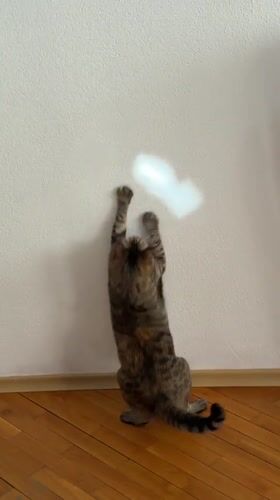 Cat chases light, bee visits car in Blagoevgrad afternoon