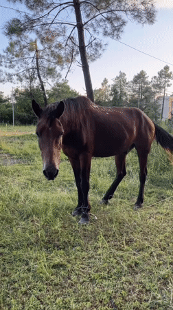 Up close with a brown horse in Ureki, Georgia
