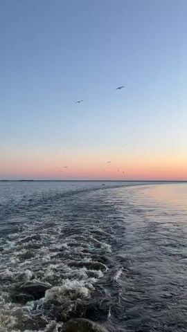 A video shows a wake from a boat on the water. Seagulls fly in the sky. The sky has a gradient of blue to pink and orange, indicating sunset or sunrise. The water is dark and choppy, with white foam and bubbles from the boat's passage.