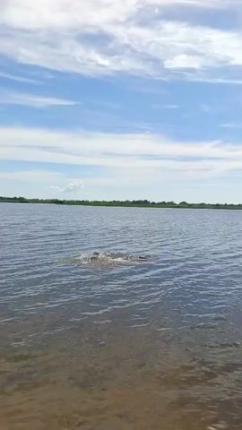 A person is swimming in a body of water. The person is in the middle of the frame, swimming away from the camera. The water is choppy, with ripples and splashes created by the swimmer. The sky is blue with scattered white clouds. The background consists of a distant treeline. The foreground is shallow water with a sandy bottom.